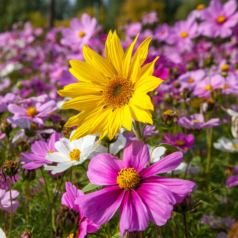All Annual Bold Color Wildflower Seed Mix - Image 3