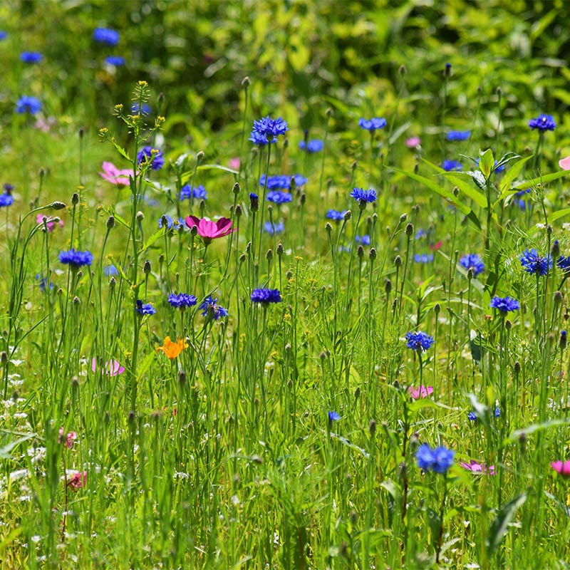 All Annual Bold Color Wildflower Seed Mix - Image 7