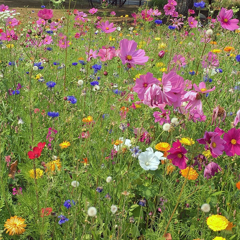 All Annual Vivid Variety Wildflower Seed Mix - Image 3