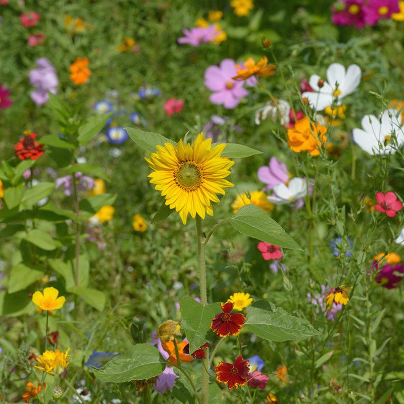 All Annual Vivid Variety Wildflower Seed Mix - Image 5