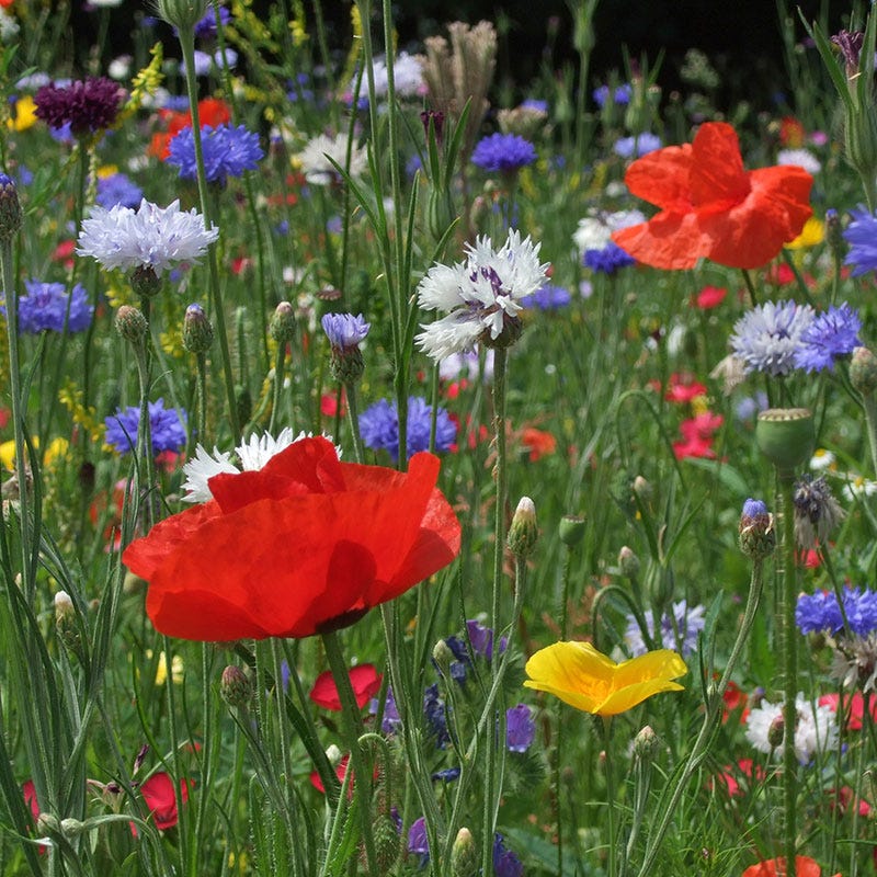 All Annual Vivid Variety Wildflower Seed Mix - Image 6