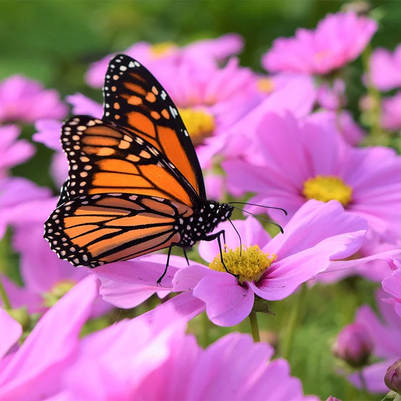 All Things Grow With Love Seed Packet - Image 4