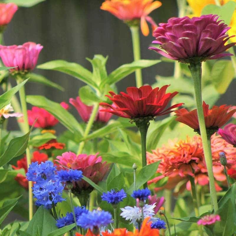 Heavenly Hell Strip Wildflower Seed Mix - Image 4