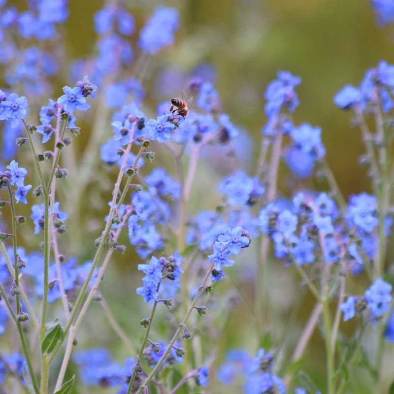 Heavenly Hell Strip Wildflower Seed Mix - Image 7
