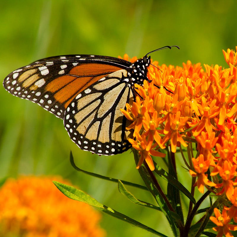 Butterfly Weed Seeds - Image 4
