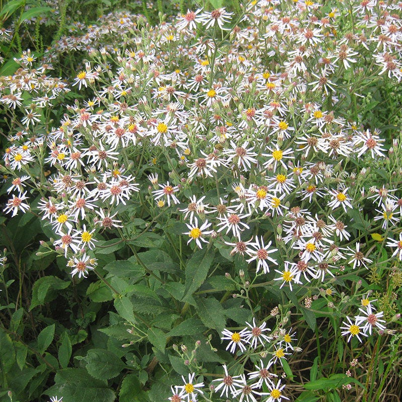 Big Leaf Aster Seeds - Image 3