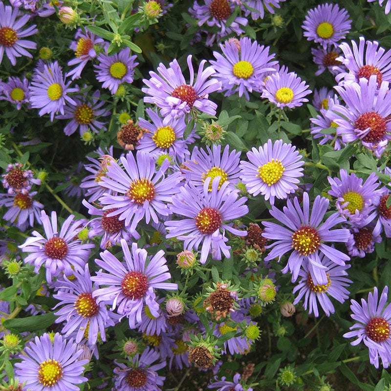 Native Aster Seed Packet Set - Image 3