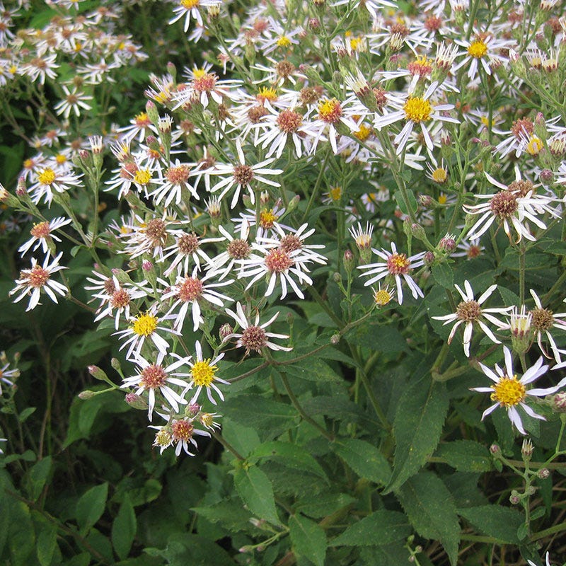 Native Aster Seed Packet Set - Image 5