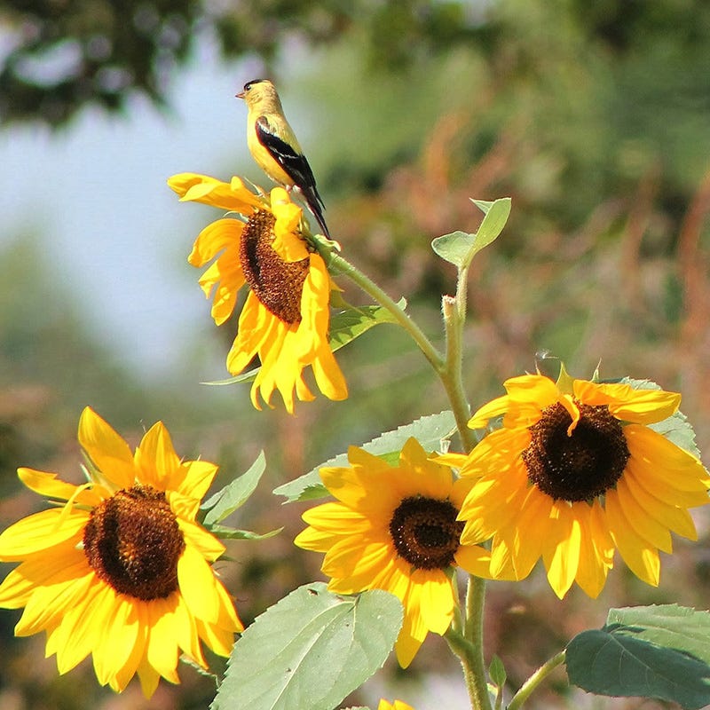 Backyard Birding Wildflower Seed Mix - Image 4
