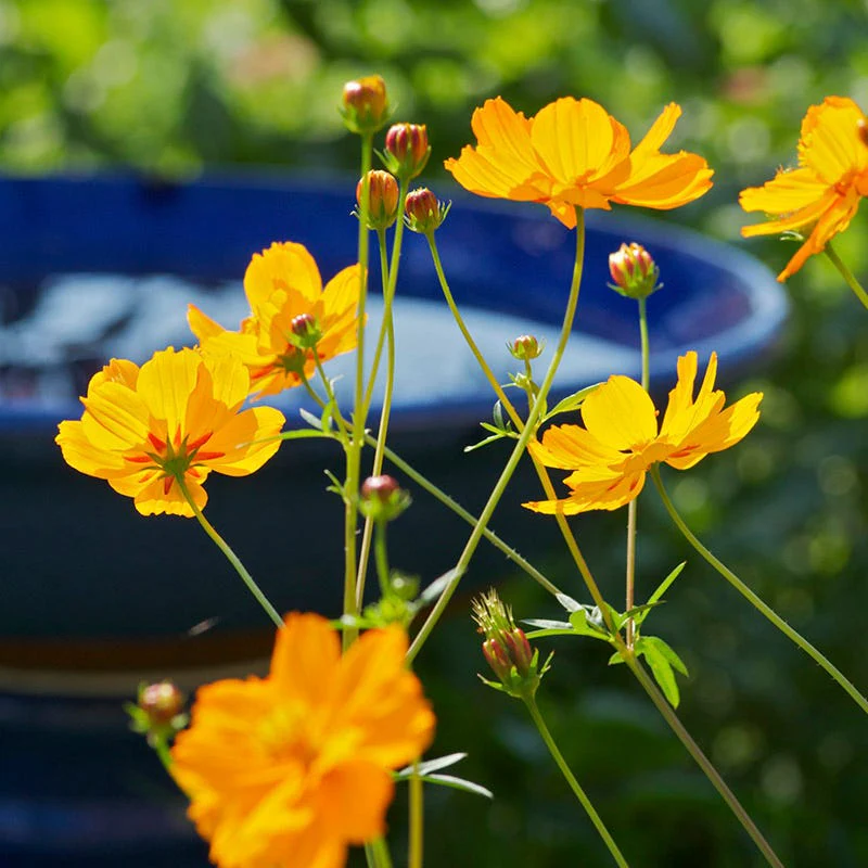 Backyard Birding Wildflower Seed Mix - Image 7