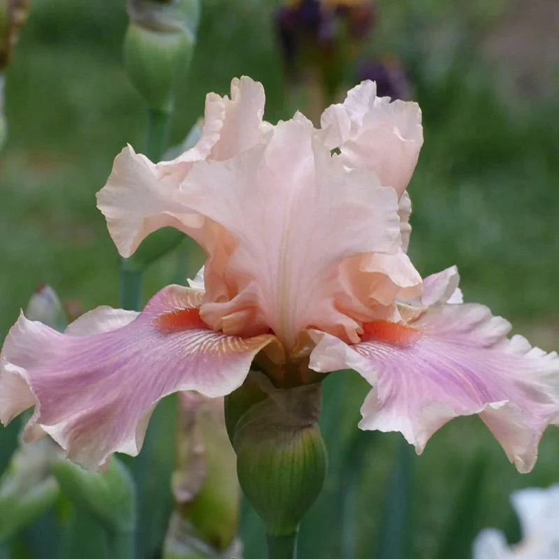 Ethereal Bearded Iris Collection - Image 3