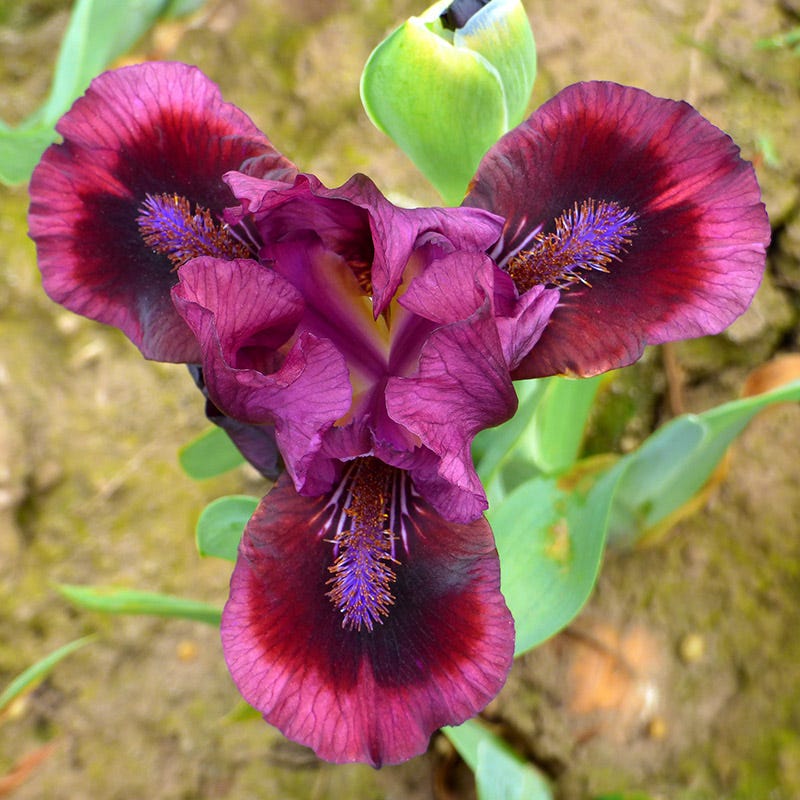 Brooklyn Dwarf Bearded Iris - Image 2