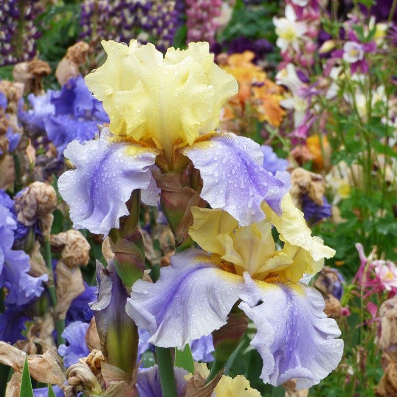 Easter Candy Bearded Iris - Image 2