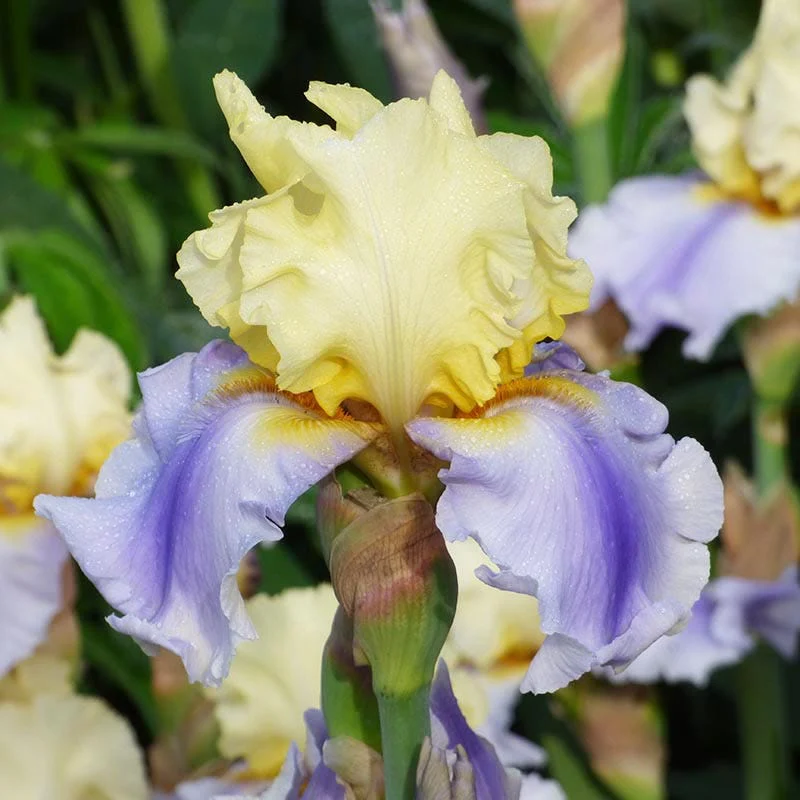 Easter Candy Bearded Iris - Image 3