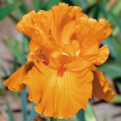 Edgefield Glow Bearded Iris - Image 2