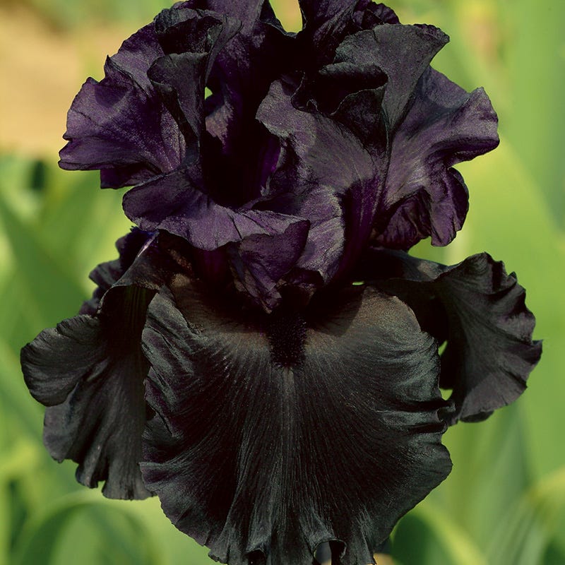 Enchanted Bearded Iris Collection - Image 4