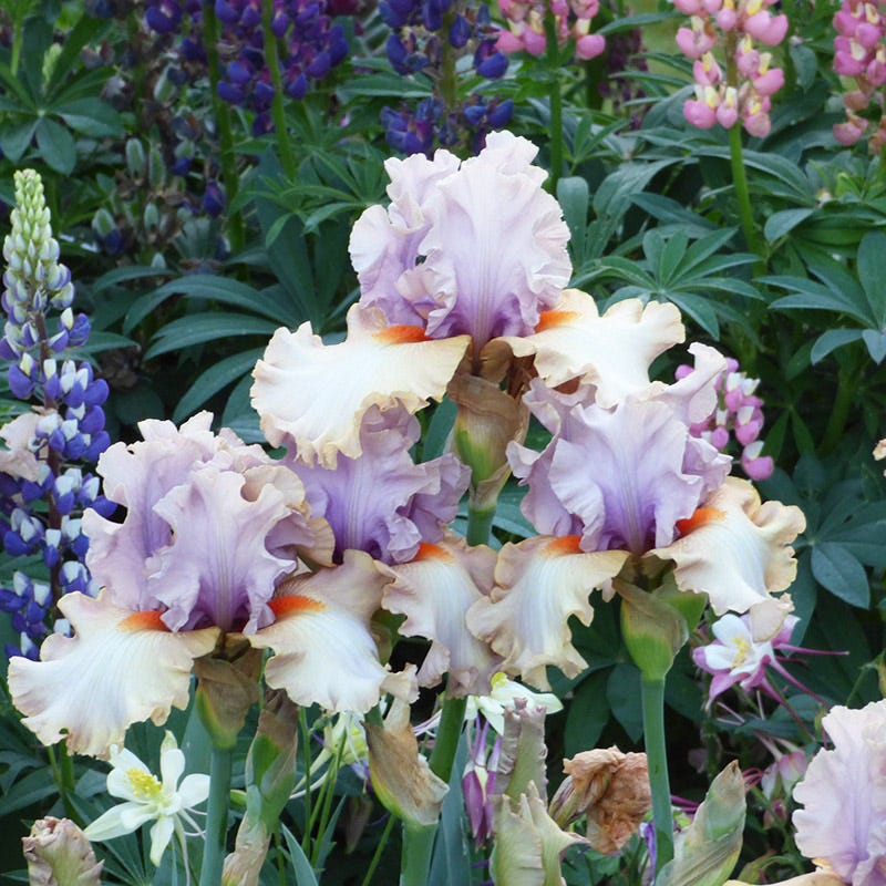 Enraptured Bearded Iris - Image 2