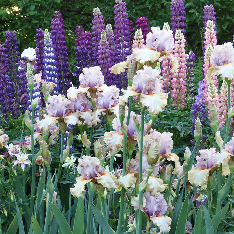 Enraptured Bearded Iris - Image 3