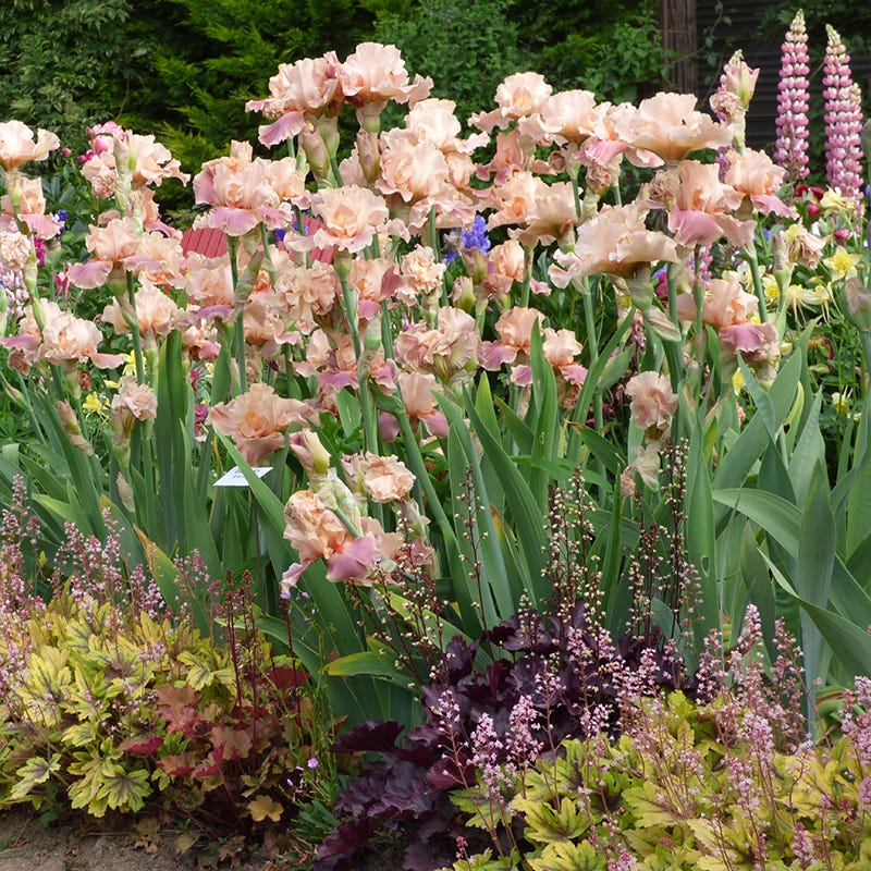 Entitled Bearded Iris - Image 3