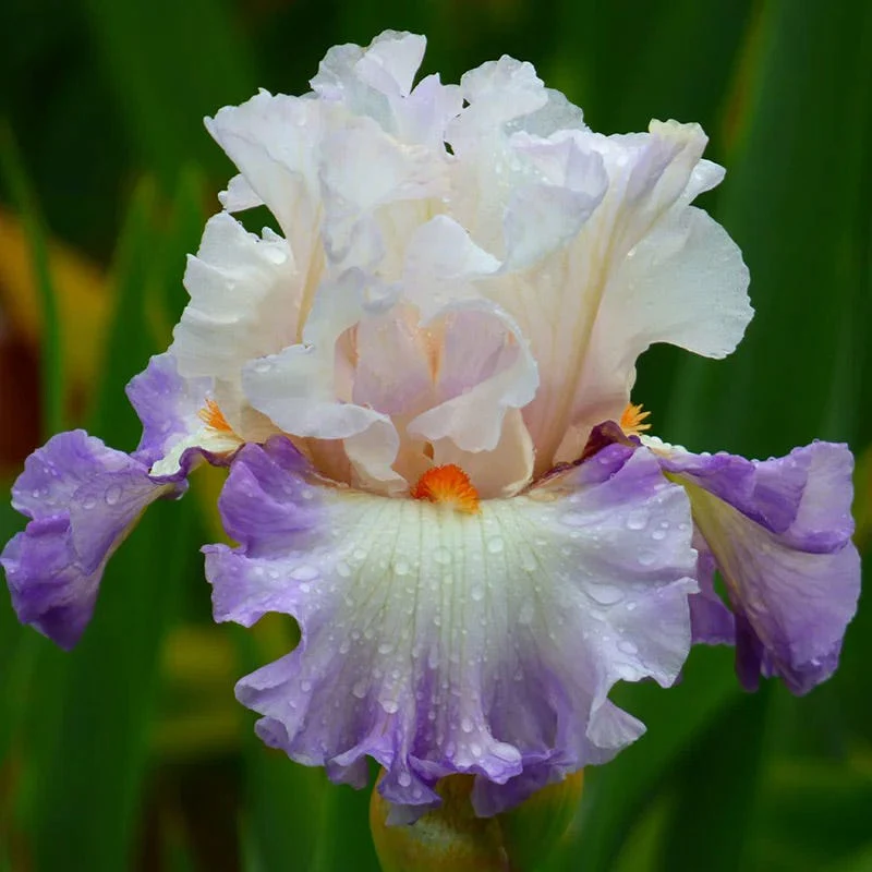 Ethereal Bearded Iris Collection - Image 4