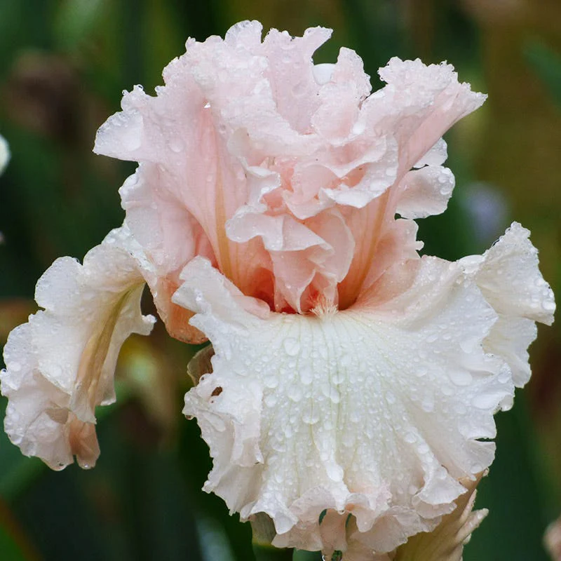Ethereal Bearded Iris Collection - Image 6
