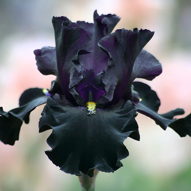 Formal Affair Bearded Iris Collection - Image 3