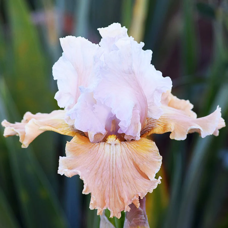 Formal Affair Bearded Iris Collection - Image 5