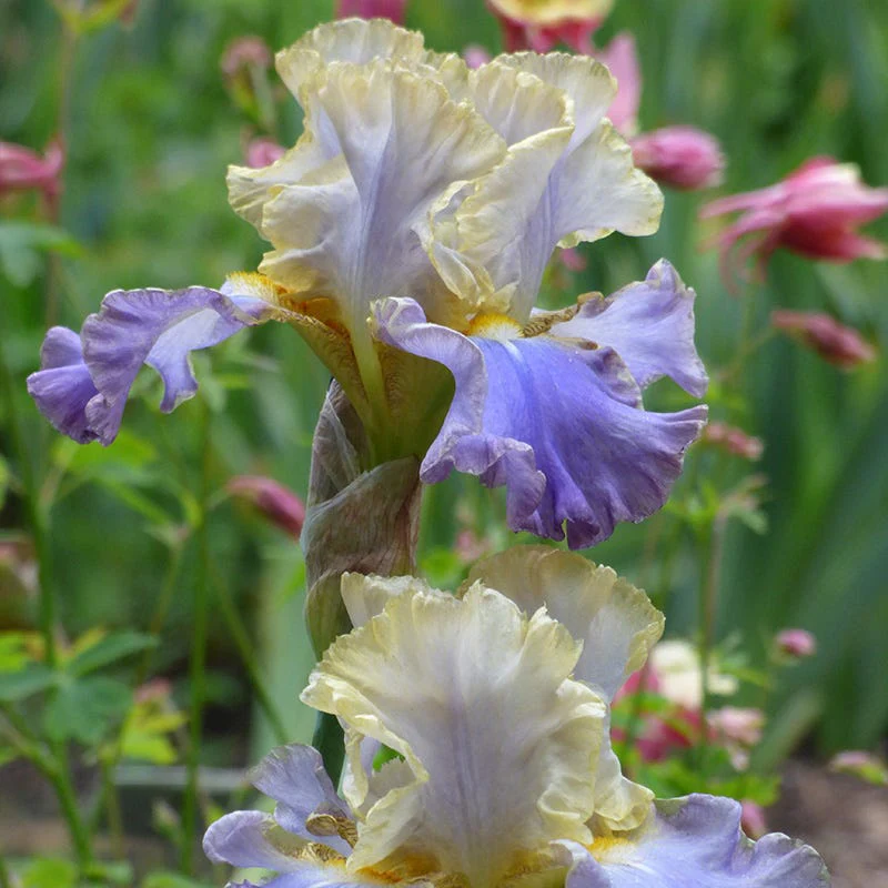 Gilt Edged Bond Bearded Iris - Image 2