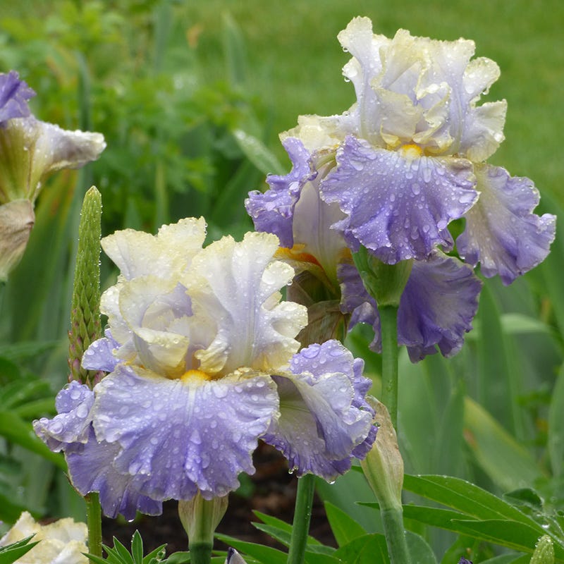 Gilt Edged Bond Bearded Iris - Image 3