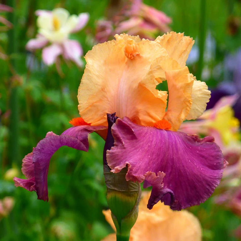 Hawaiian Sunset Bearded Iris Collection - Image 3