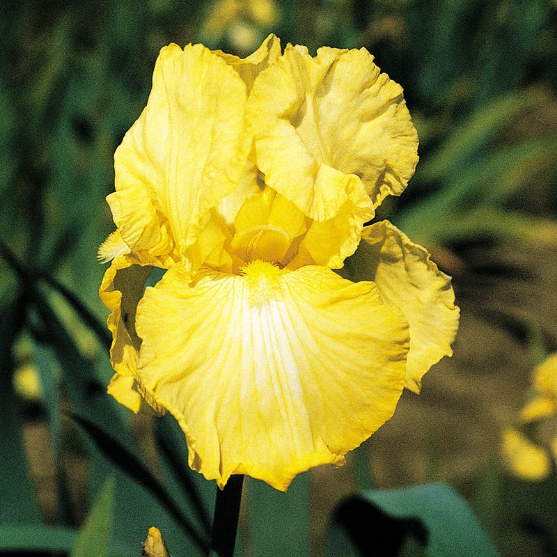 Hawaiian Sunset Bearded Iris Collection - Image 5