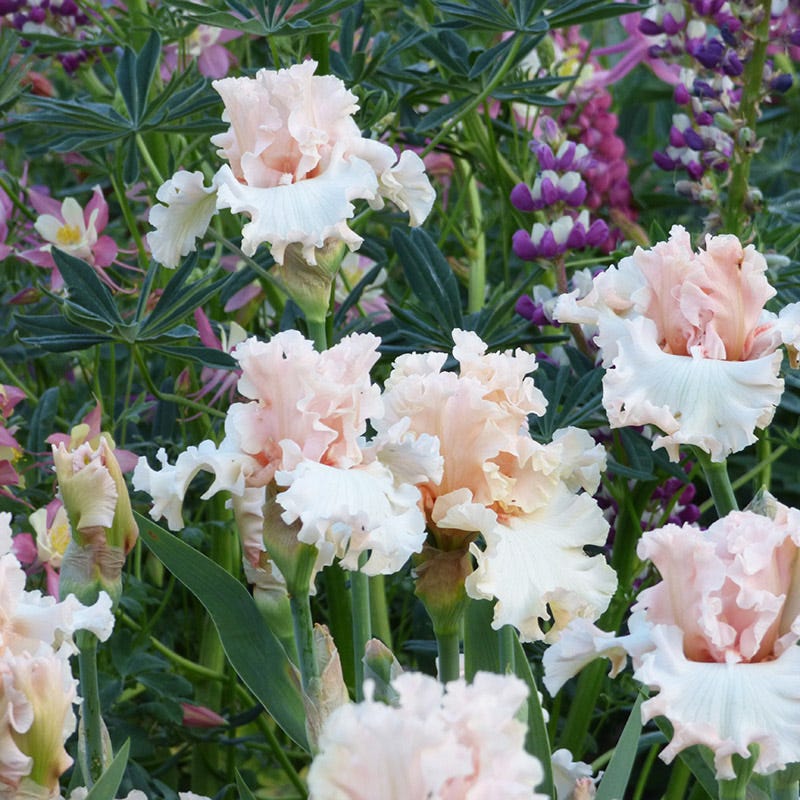 Magical Bearded Iris - Image 2