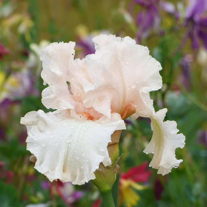 Magical Bearded Iris - Image 3