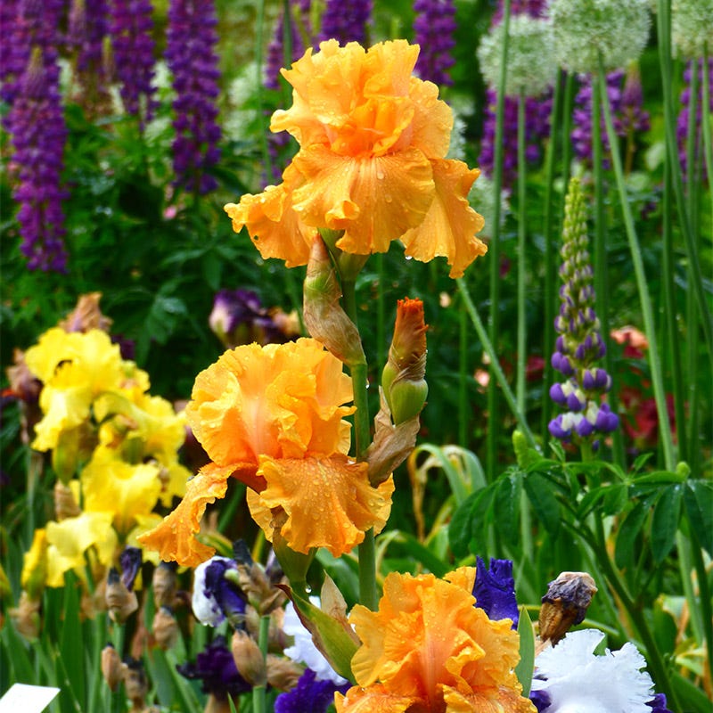 Mango Entrée Bearded Iris - Image 3