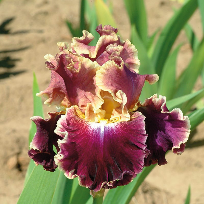 Montmartre Bearded Iris - Image 2