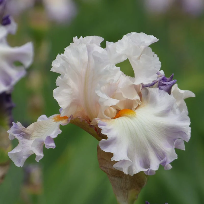 Polite Applause Bearded Iris - Image 2