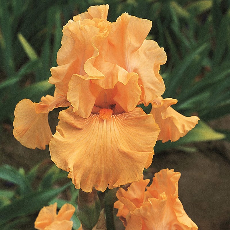 Rainbow Bearded Iris Collection - Image 3