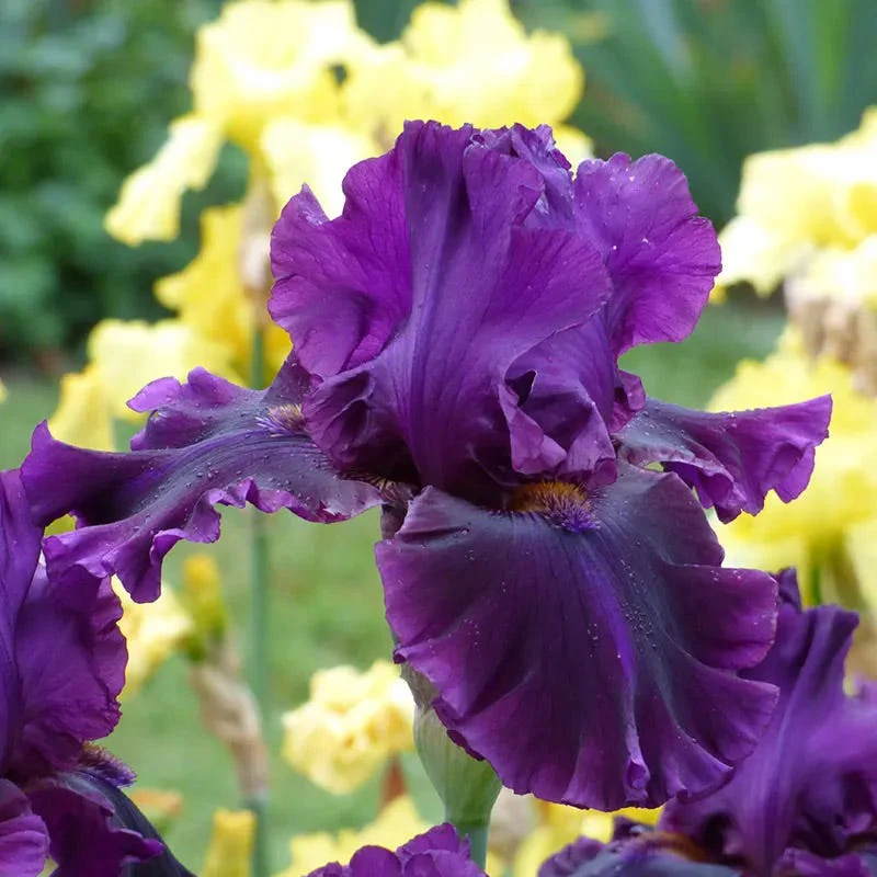 Rainbow Bearded Iris Collection - Image 6