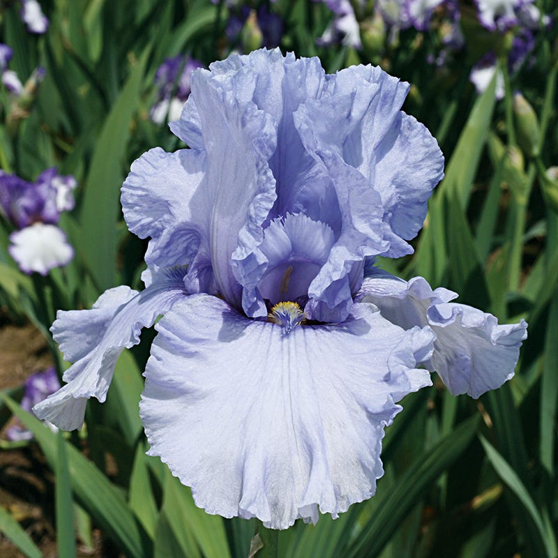 Reblooming Bearded Iris Collection - Image 3