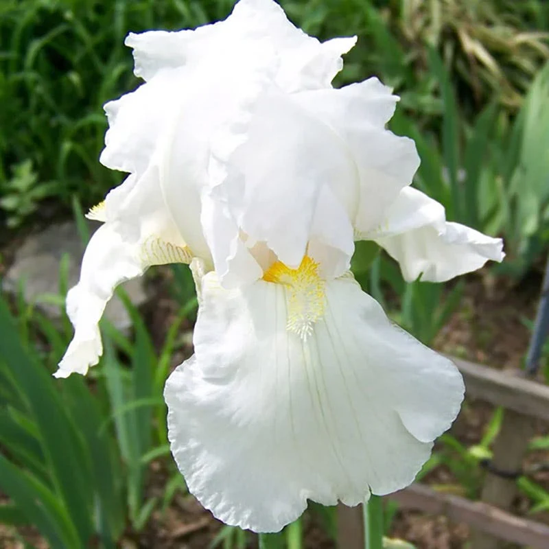Reblooming Bearded Iris Collection - Image 5