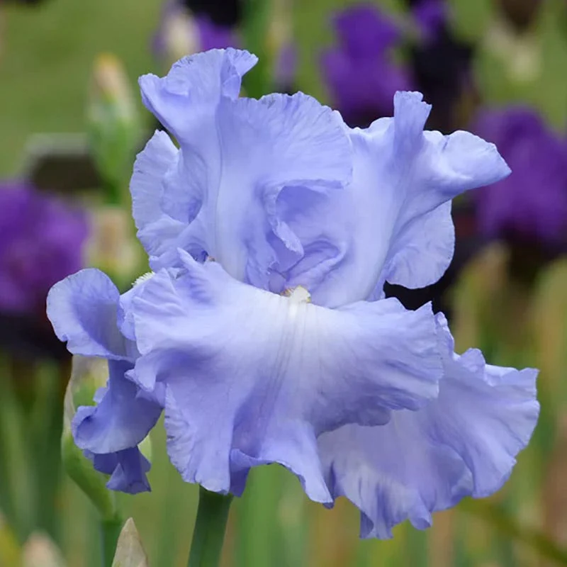 Reblooming Bearded Iris Collection - Image 6