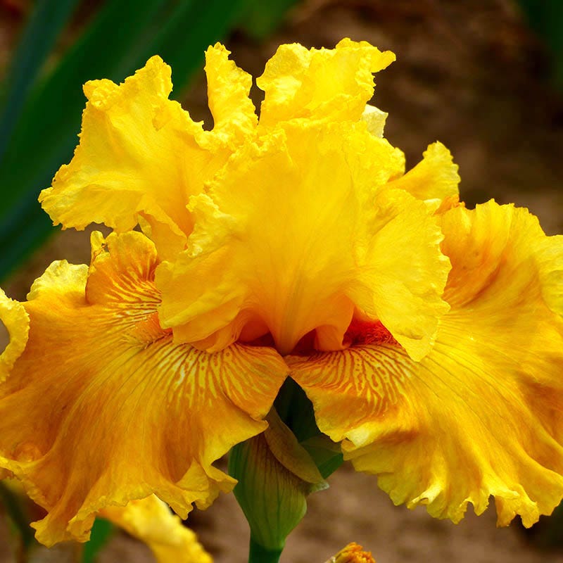 Oregon Firestorm Reblooming Bearded Iris - Image 2