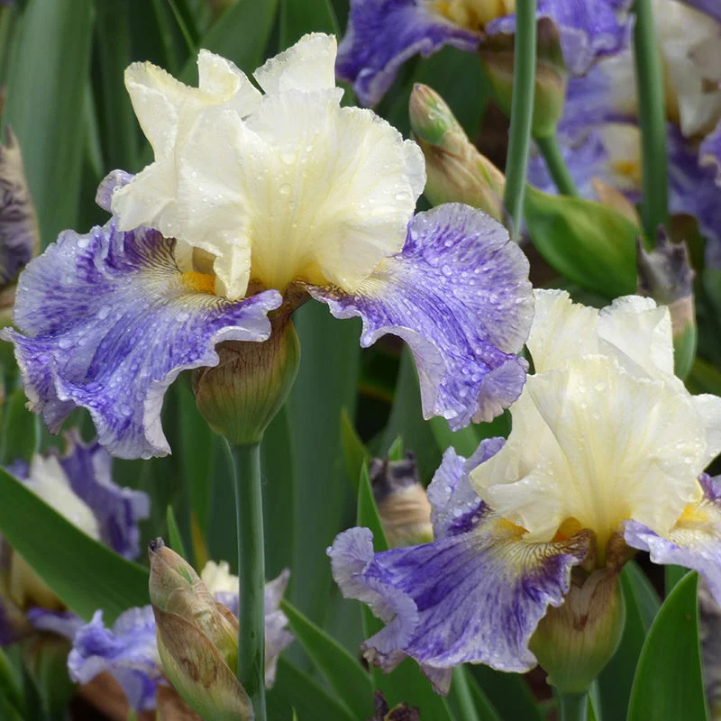 Rhizome Cowboy Reblooming Bearded Iris - Image 2