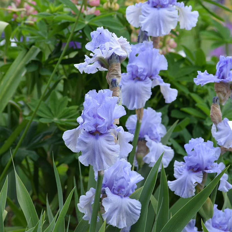 Sea of Love Reblooming Bearded Iris - Image 2