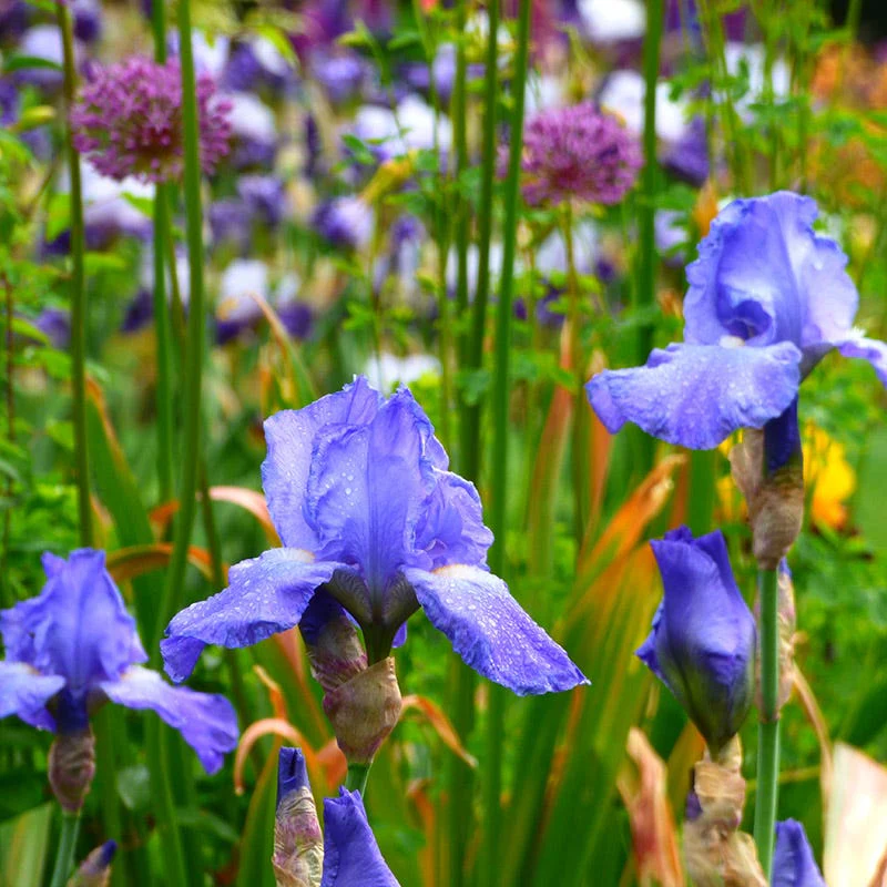 Sugar Blues Reblooming Bearded Iris - Image 2