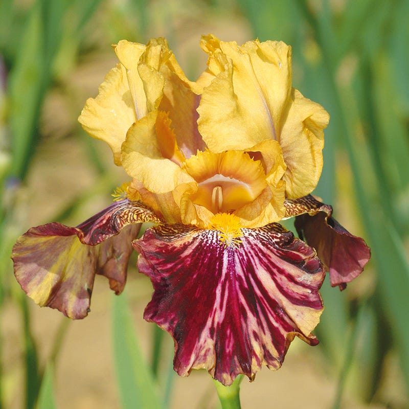 Repeat Performance Bearded Iris Collection - Image 4