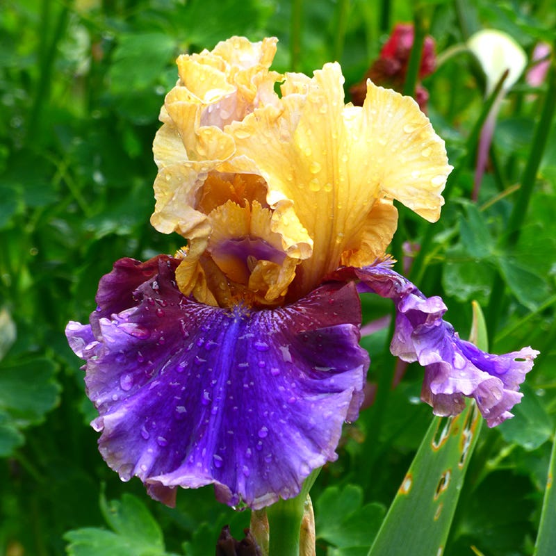 Repeat Performance Bearded Iris Collection - Image 5