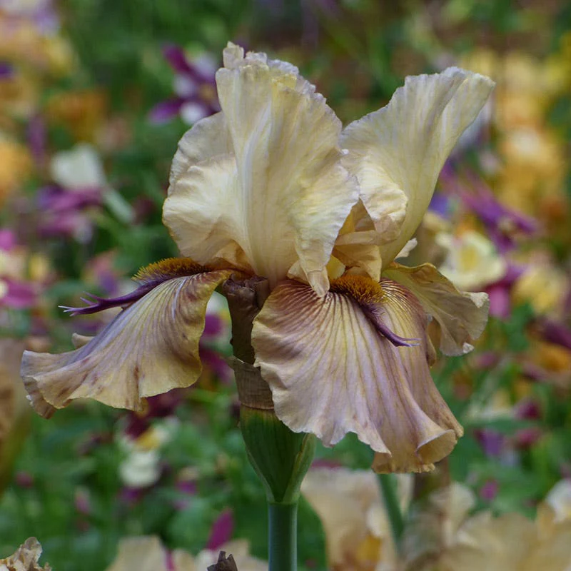 Thornbird Bearded Iris - Image 2