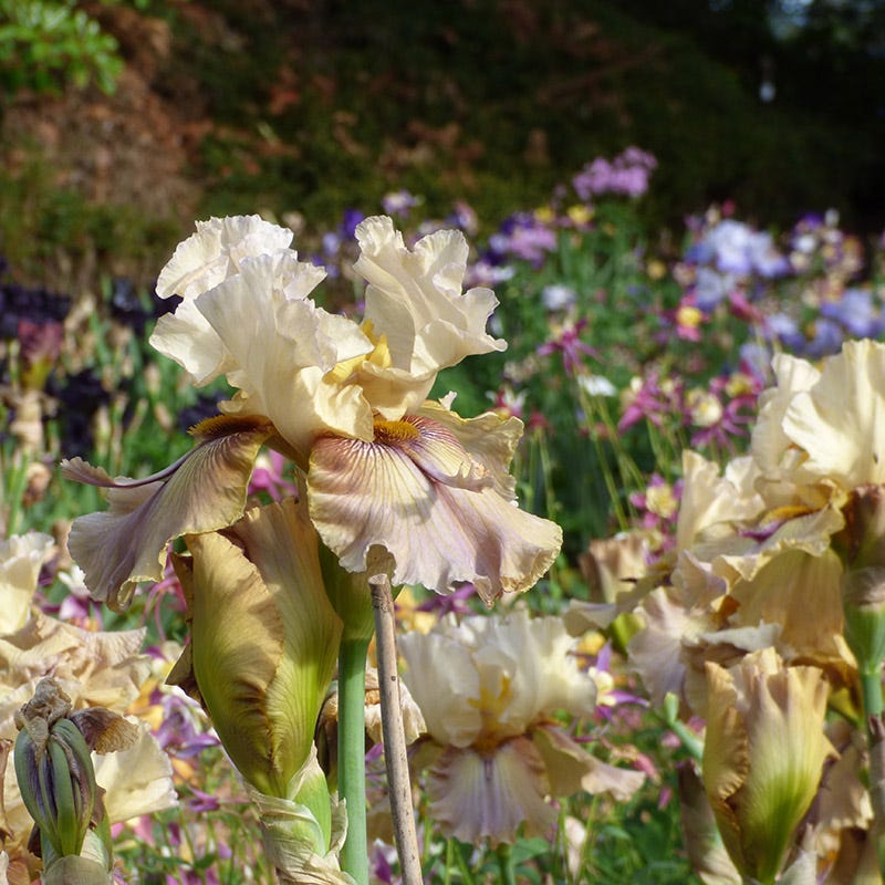 Thornbird Bearded Iris - Image 3