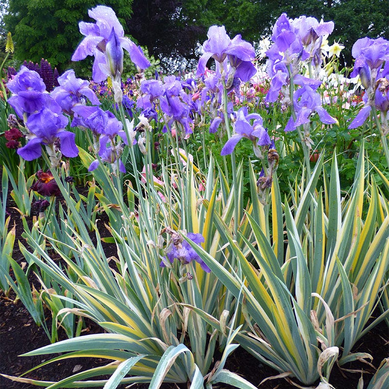 Variegated Gold Bearded Iris - Image 2